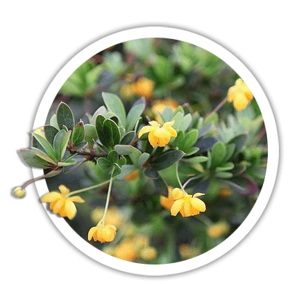 Барбарис самшитолистий / Berberis buxifolia